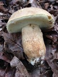 Boletus variipes image
