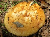Russula grata image