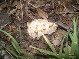 Abortiporus biennis image