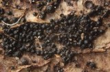 Chaetosphaeria ovoidea image