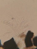 Chaetosphaeria ovoidea image