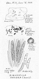 Chaetosphaeria ovoidea image