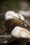 Hydnellum aurantiacum image