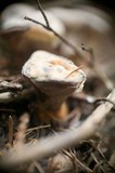 Hydnellum aurantiacum image
