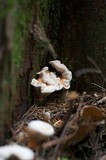 Hydnellum aurantiacum image
