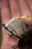 Hydnellum aurantiacum image