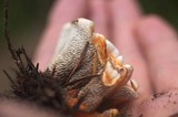 Hydnellum aurantiacum image