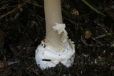 Amanita taiepa image