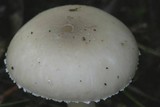 Amanita taiepa image