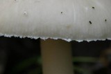 Amanita taiepa image