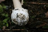 Amanita taiepa image