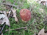 Boletus subcaerulescens image