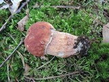 Boletus subcaerulescens image