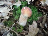 Boletus subcaerulescens image
