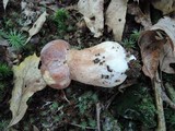 Boletus subcaerulescens image