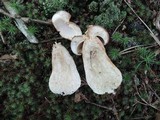 Boletus subcaerulescens image