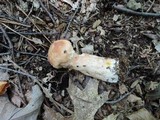 Boletus subcaerulescens image