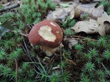Boletus subcaerulescens image