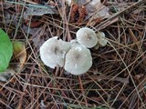 Clitocybe trulliformis image