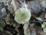 Clitocybe trulliformis image