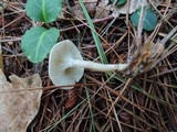 Clitocybe trulliformis image