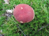 Boletus miniato-pallescens image