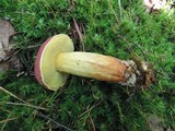 Boletus miniato-pallescens image