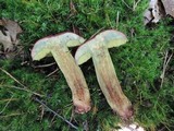 Boletus miniato-pallescens image