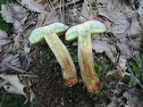 Boletus miniato-pallescens image