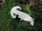 Boletus pallidus image
