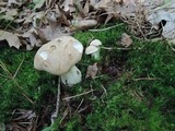 Boletus pallidus image