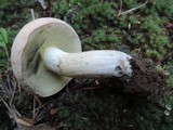 Boletus pallidus image