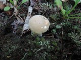 Boletus pallidus image