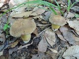 Boletus vermiculosoides image