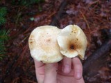 Pholiota terrestris image