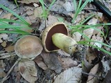 Boletus vermiculosoides image