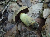 Boletus vermiculosoides image