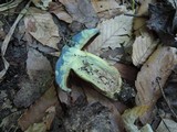 Boletus vermiculosoides image