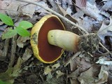 Boletus vermiculosoides image