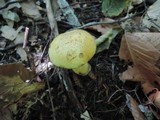 Boletus vermiculosoides image