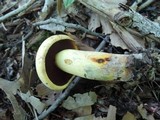 Boletus vermiculosoides image