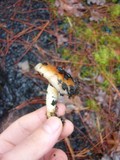 Pholiota highlandensis image