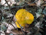 Cantharellus phasmatis image