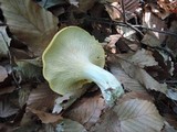 Cantharellus phasmatis image