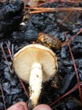 Pholiota highlandensis image