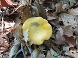 Cantharellus phasmatis image