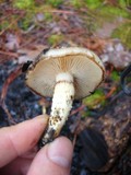 Pholiota highlandensis image