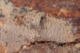 Mycoacia fuscoatra image