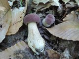 Tylopilus rubrobrunneus image