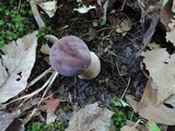 Tylopilus rubrobrunneus image